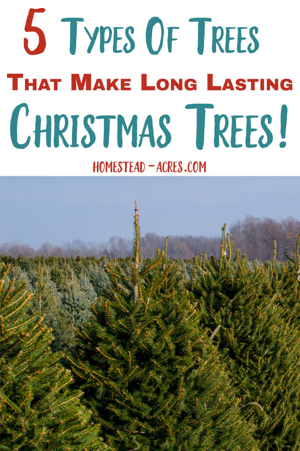 How To Make Your Christmas Tree Last Longer Homestead Acres