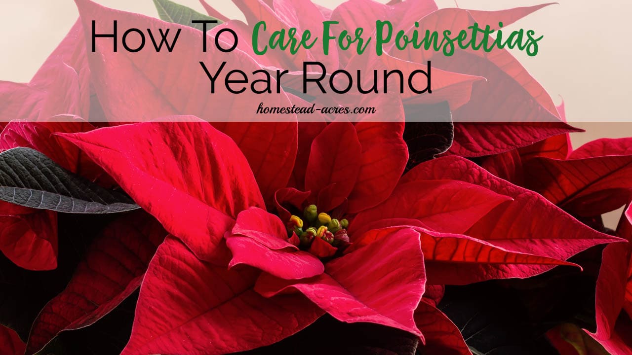 How To Care For Poinsettias Year Round Homestead Acres
