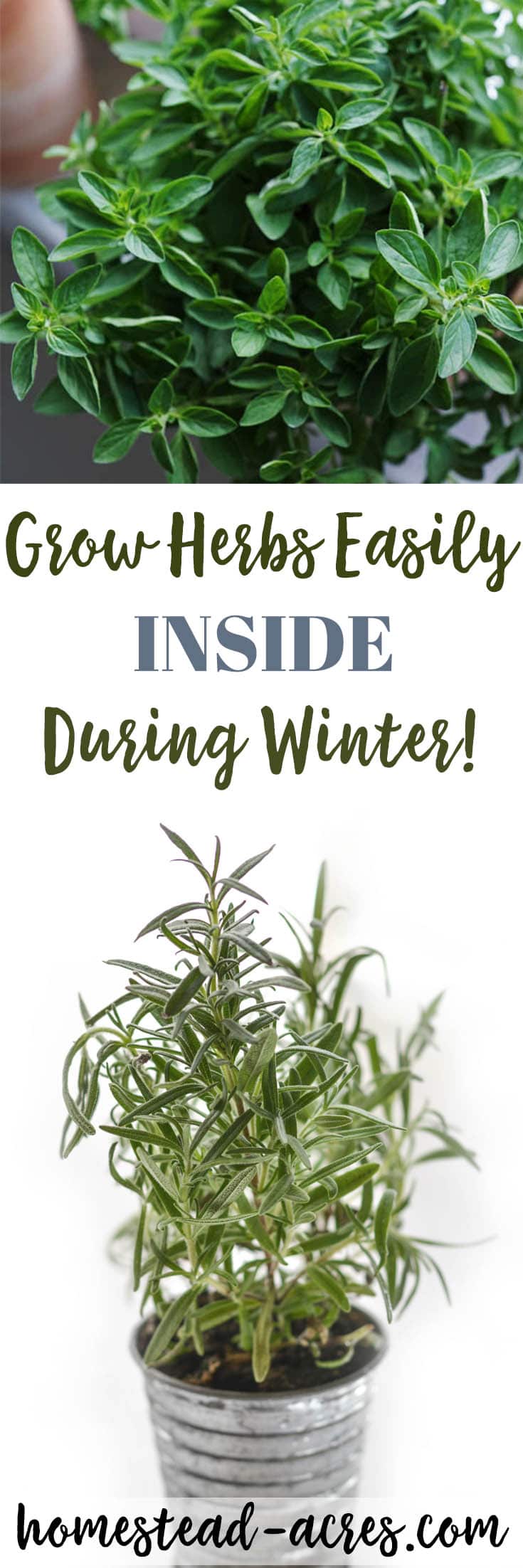Growing Herbs Inside growing herbs indoors tips for growing herbs indoors in Growing Herbs Inside growing herbs indoors tips for growing herbs indoors in