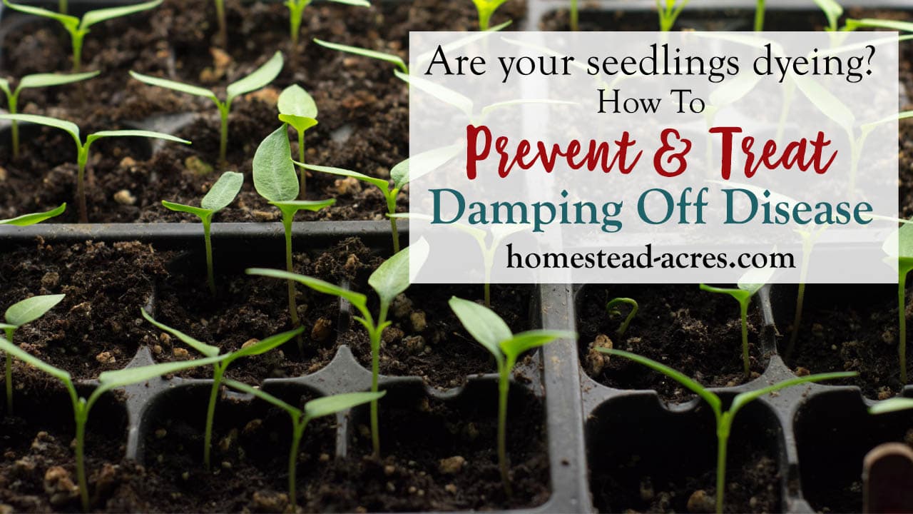 How To Prevent Damping Off Disease In Seedlings Homestead Acres