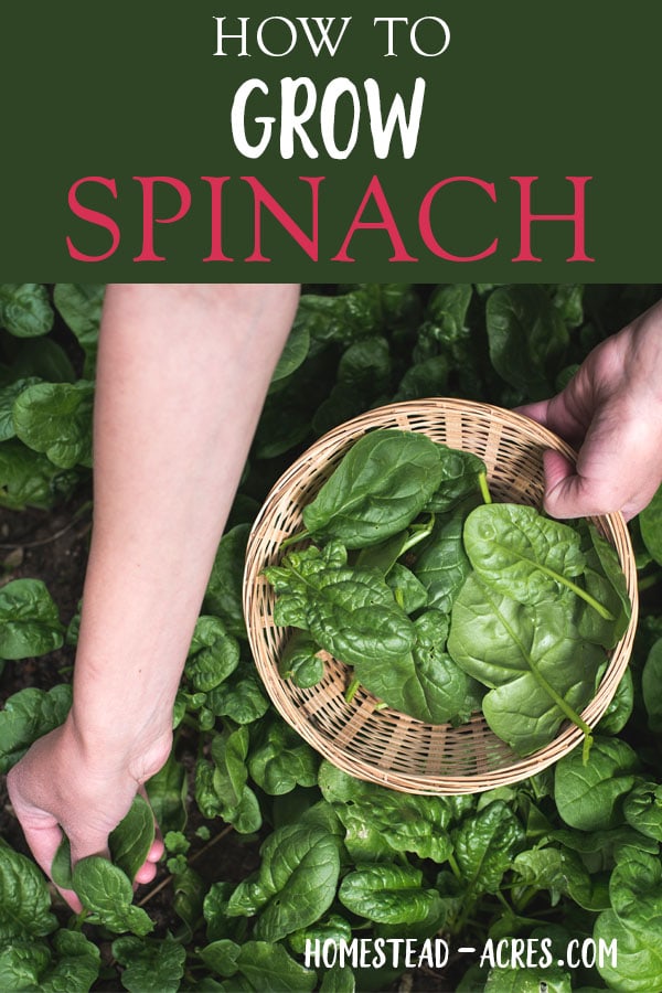 Growing Spinach How To Plant Grow And Harvest Spinach