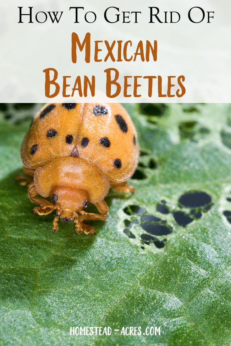 Mexican bean beetles are a nasty pest that eats your bean plants. Thankfully these are great ways to control garden pests and get rid of bean beetles in your backyard garden naturally.