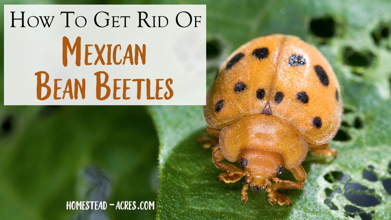 Mexican Bean Beetle Control Naturally For Home Gardens Homestead Acres