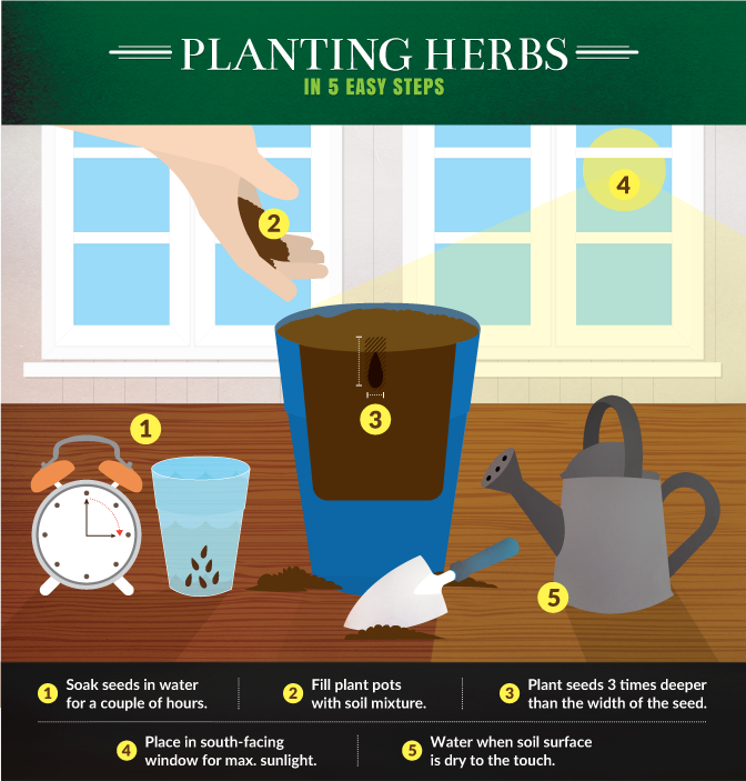 Planting Herbs in 5 Easy Steps Planting Herbs in 5 Easy Steps