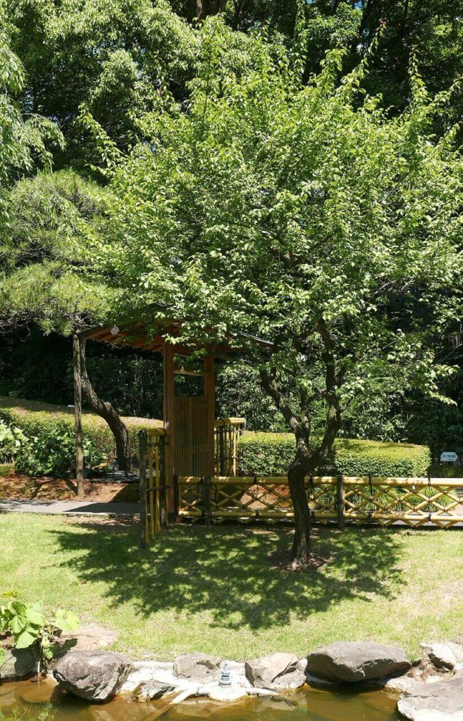 This is a gate arbor in a distinctly Asian style that provides entry into a Japanese Zen garden. An arched "roof" is shaded by lush trees. This is a gate arbor in a distinctly Asian style that provides entry into a Japanese Zen garden. An arched "roof" is shaded by lush trees.