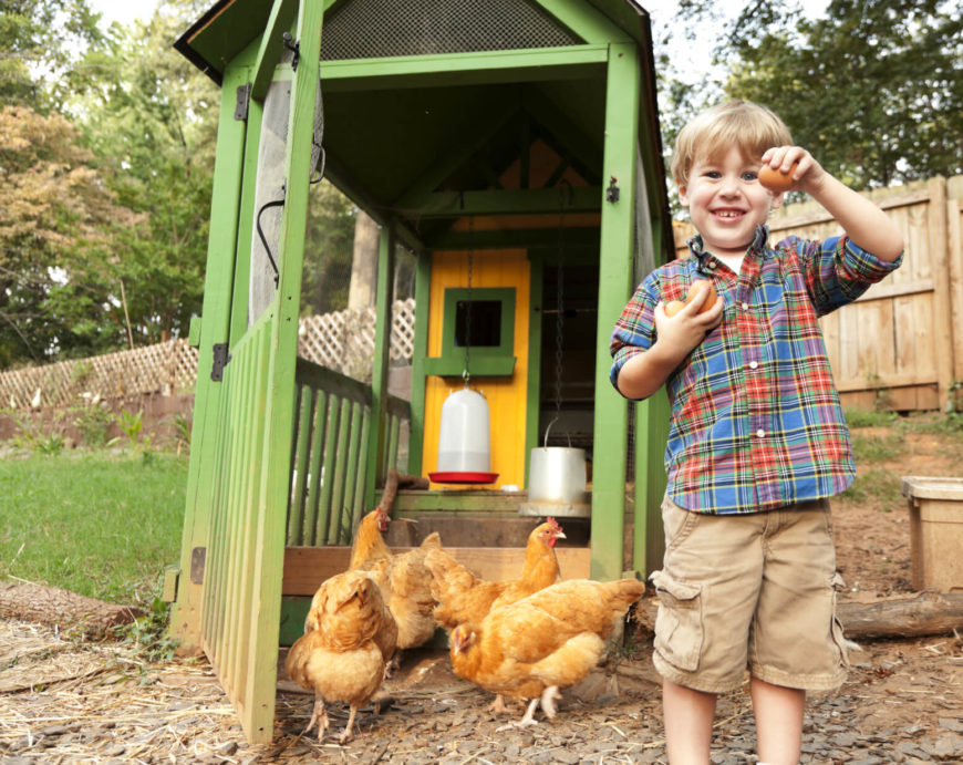33 Backyard Chicken Coop Ideas - Home Stratosphere
