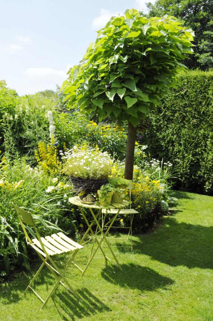 This tree is a great addition to this green plant garden. The tree is not tall enough to provide much shade but does create an amazing punctuation to this garden. It works to give focus and a center to the space. This tree is a great addition to this green plant garden. The tree is not tall enough to provide much shade but does create an amazing punctuation to this garden. It works to give focus and a center to the space.