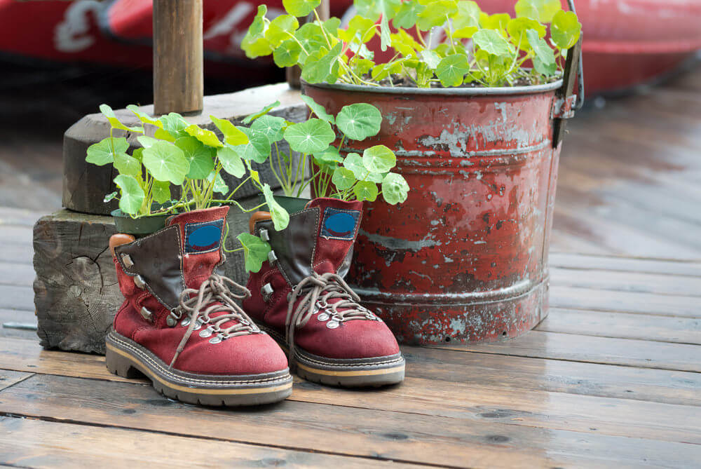 Check how these vining plants look even more at home in this worn out pair of red sneakers. These old sneaks still manage to look so dignified and hip with those dirtied laces even as planters.
