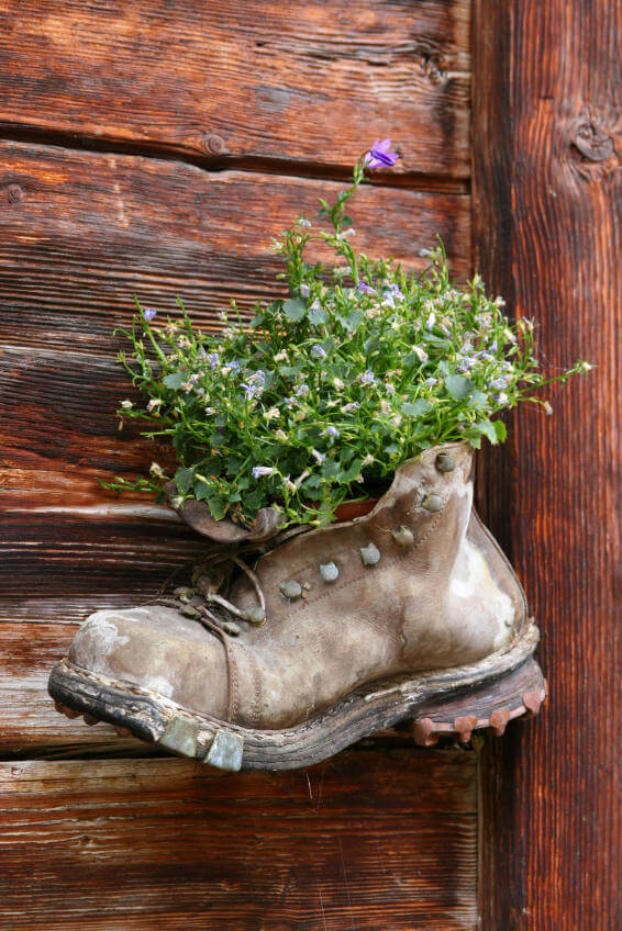 This old leather boot looks like it’s been through the roughest of times. You wouldn’t want to wear this watered down, faded version of a boot anymore but apparently this makes a good vessel for small purple flowers if you just take away the laces to allow more room for the plant. As you can see, it looks just perfect when you hang the boot on its side.