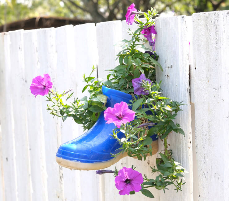 The bright color of this gumboot fixed on a white wooden picket fence is used as a flower pot and helps make the flowering plant vine look more noticeable.