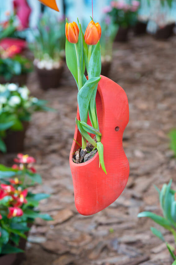 Tulip flowers can be seen growing from a uniformly orange-colored Dutch shoe that’s hanging vertically in a garden. The unison in colors for both flowers and flower planter as well as the feminine style of the shoe make the overall combination exceptionally chic.