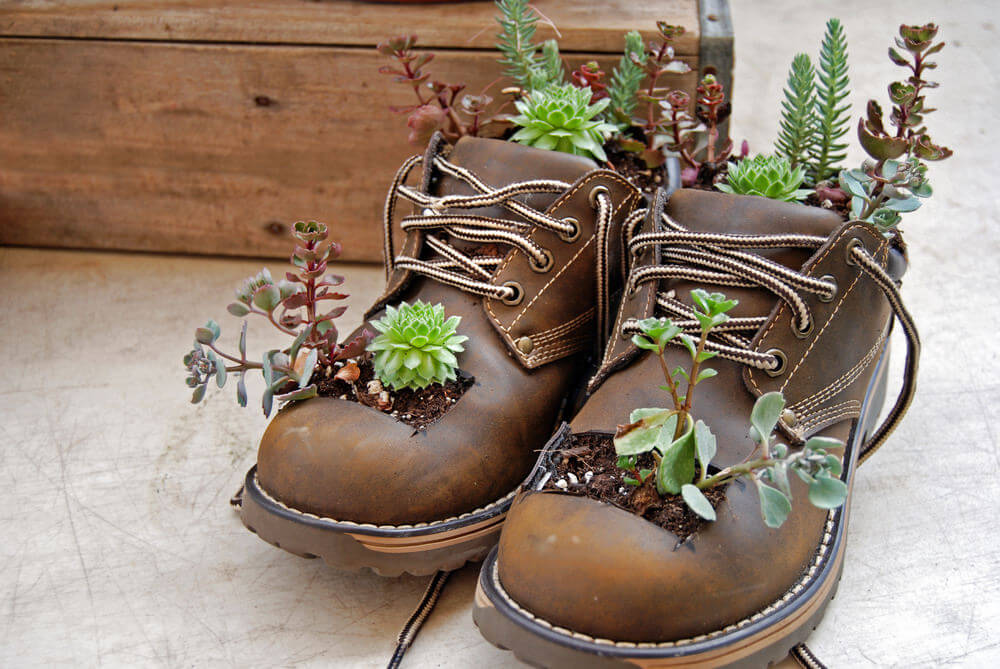 Growing succulents are bursting out from this nice snug-looking pair of leather boots with square cut-out holes up front.
