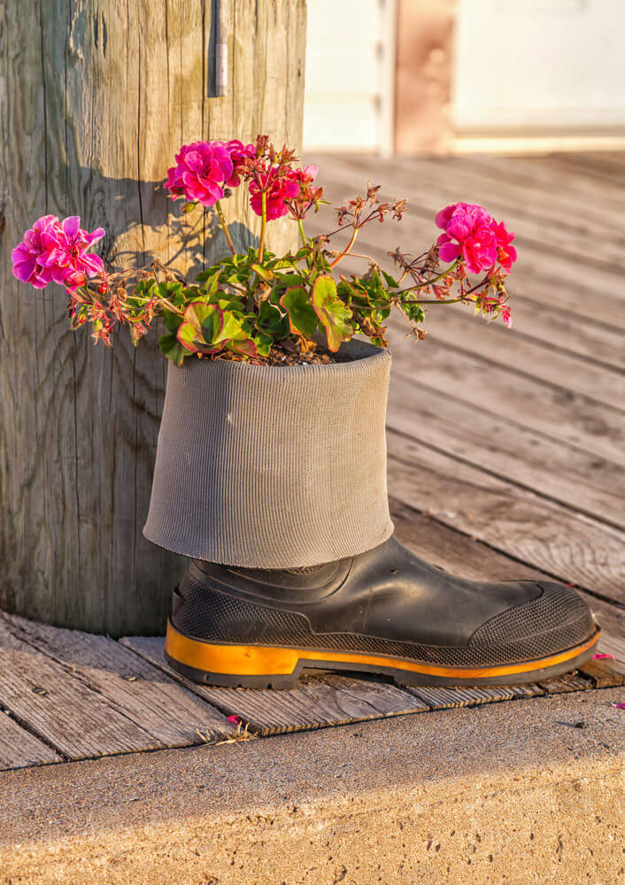 As a planter, this gumboot helps play up the radiance of the pink flowers over its dull-colored wooden backdrop.