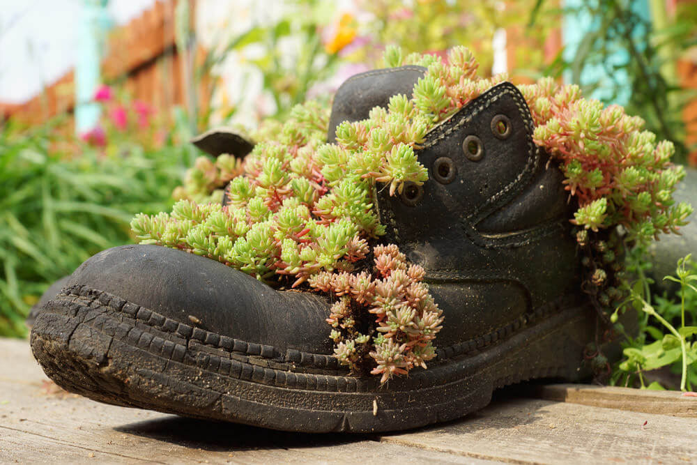 This solitary rugged black boot is used as a planter and has its vining plants bursting out all over it.