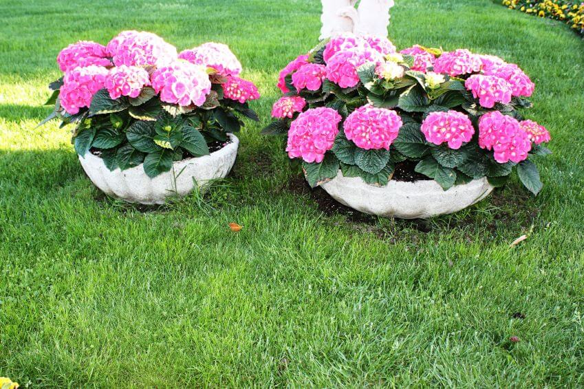 25 Hydrangea Flower Pot and Planter Arrangements (PHOTOS) Home