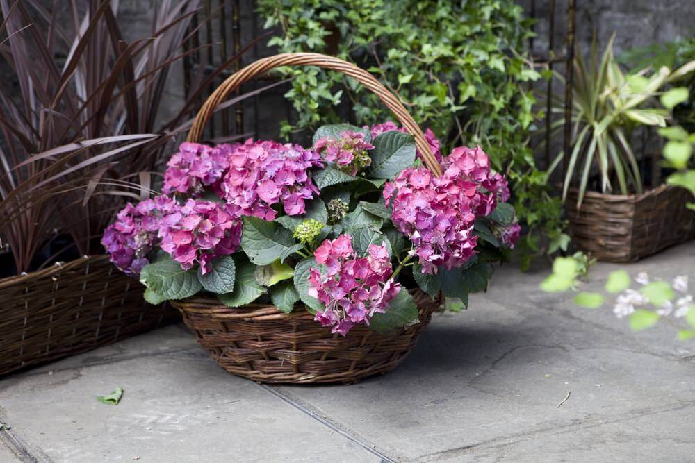 Use a basket with your hydrangeas and mimic the flower baskets used by flower girls in weddings or flower sellers in Europe. Use a basket with your hydrangeas and mimic the flower baskets used by flower girls in weddings or flower sellers in Europe.