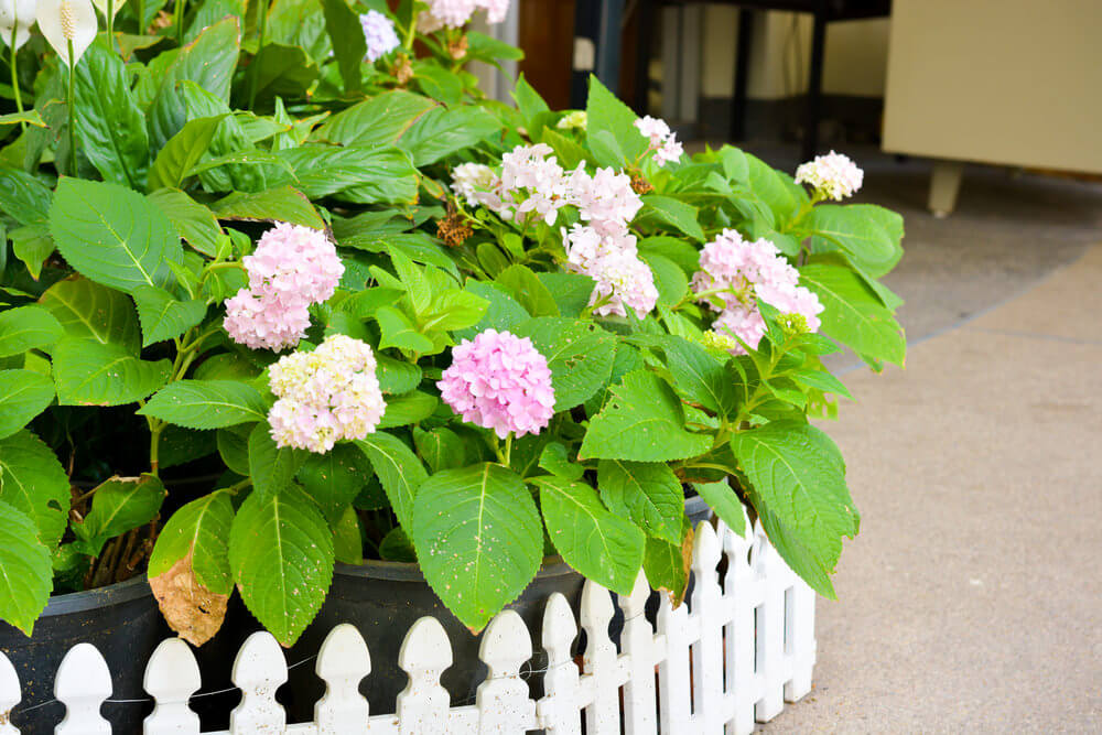 25 Hydrangea Flower Pot and Planter Arrangements (PHOTOS) Home Stratosphere