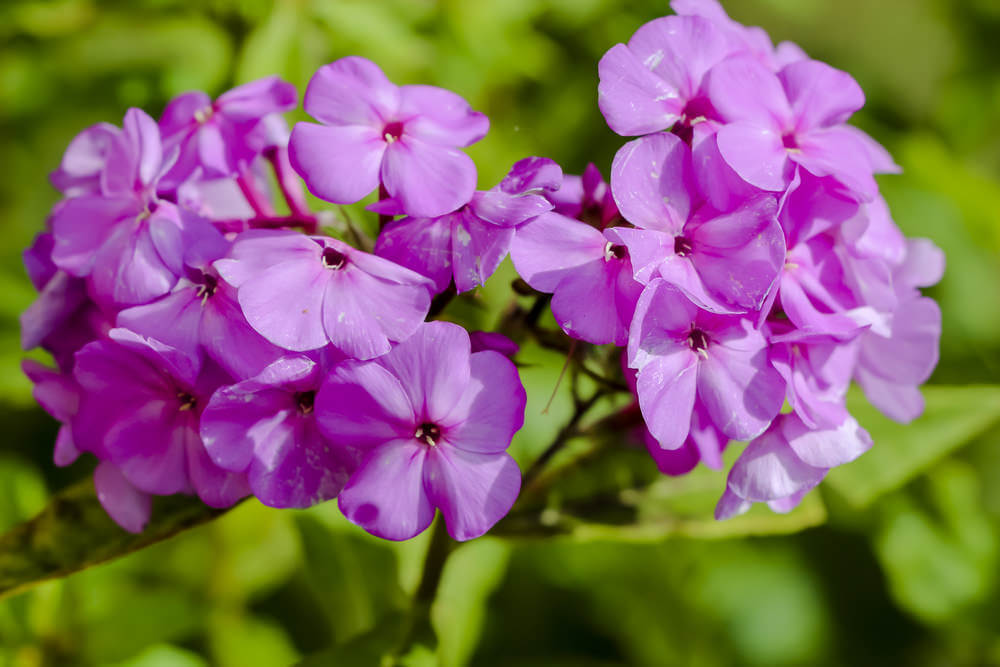 25 Purple Flower Ideas for Your Garden, Pots and Planters