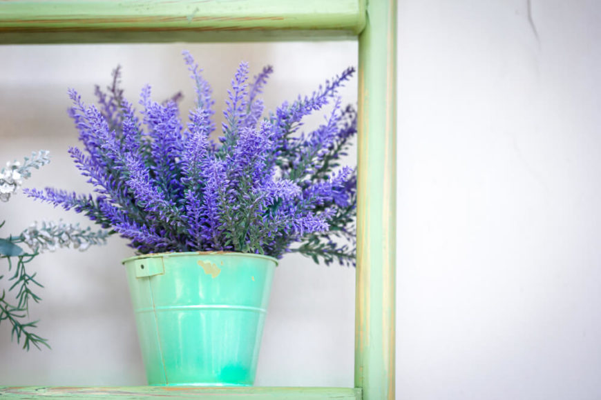 24 Plants That Will Help You Fall and Stay Asleep All Night