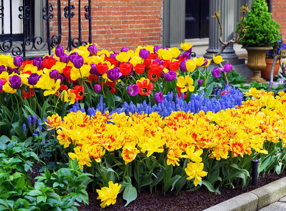 40 Colorful Garden Ideas (Color Explosion)