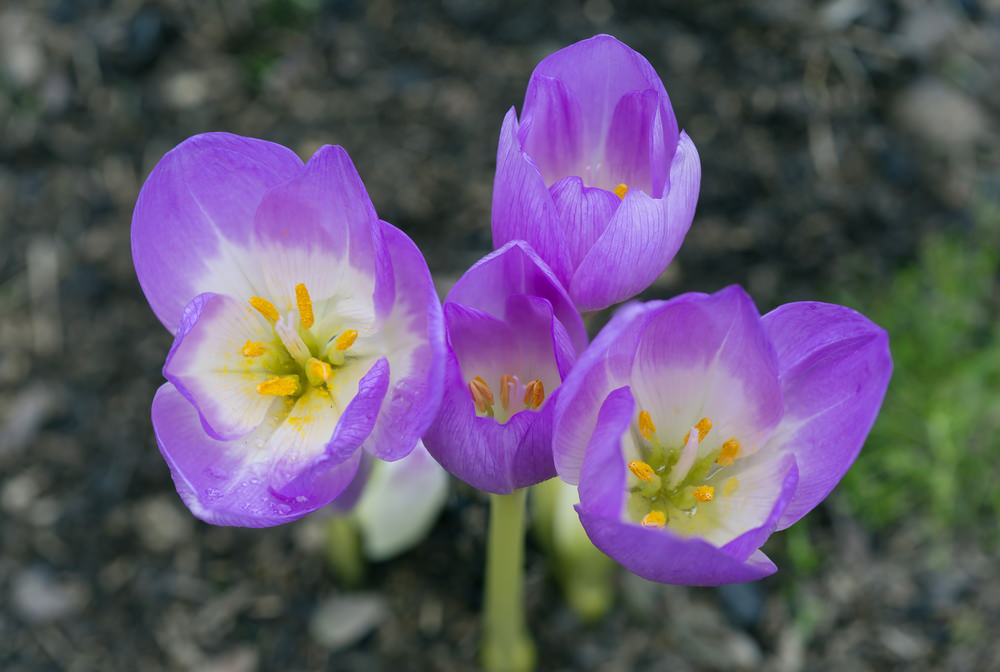 Autumn Crocus (Colchicum autumnale) Autumn Crocus (Colchicum autumnale)
