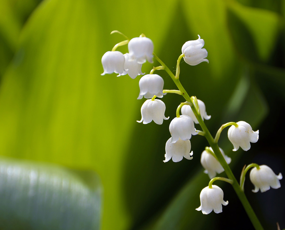 Lily of the Valley (Convallaria majalis) Lily of the Valley (Convallaria majalis)