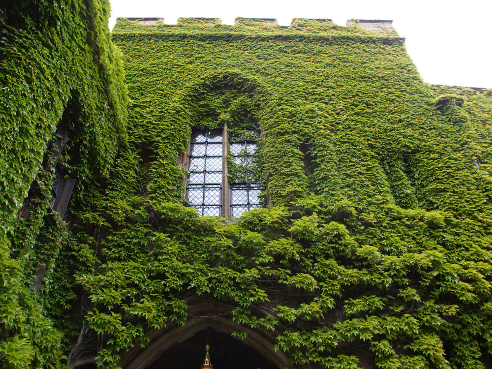 English Ivy (Hedera helix) English Ivy (Hedera helix)