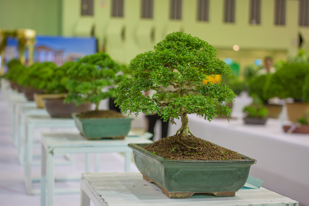 13 Types of Bonsai Trees (by Style and Shape Plus Pictures)