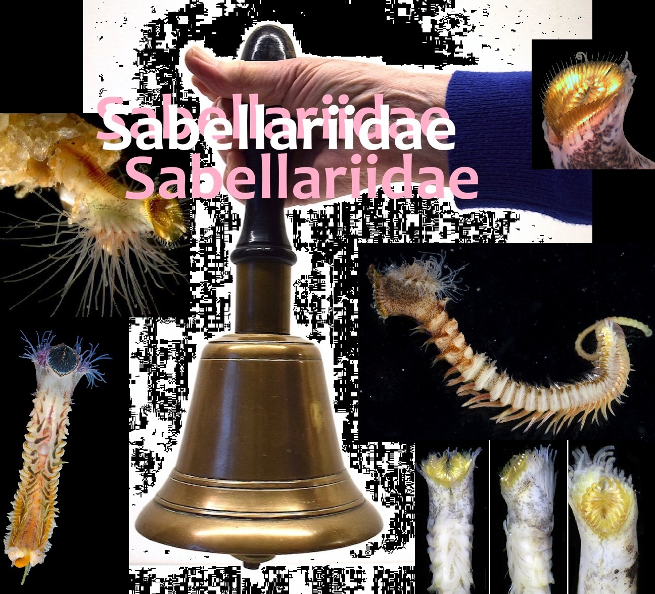 Sabellariidae cover art