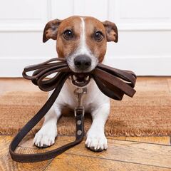 Cfgc pet and people walk 1623335610