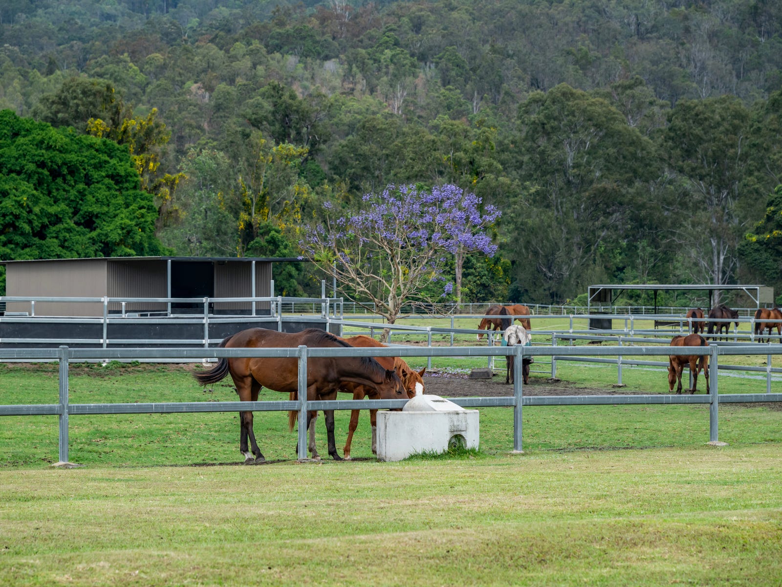 Horse Property For Sale Benobble Qld 4275