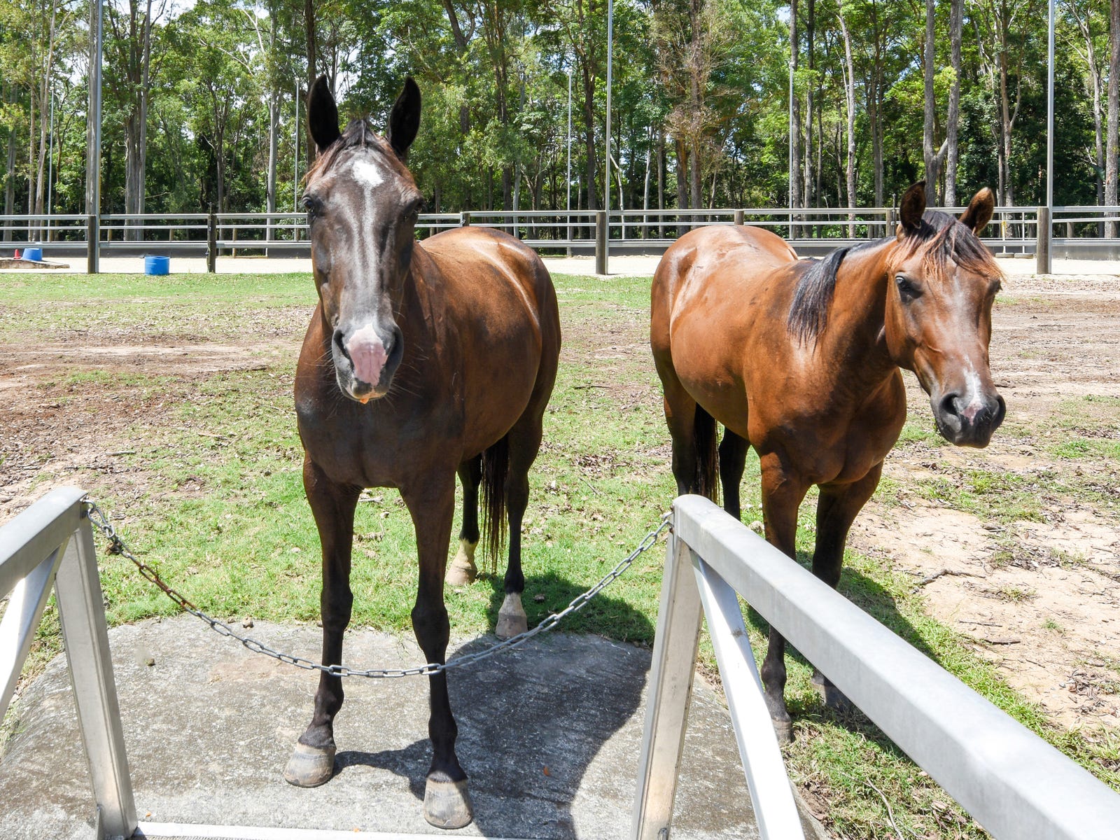 Horse Property For Sale Willow Vale Qld 4209 39 Fern Tree Gully Drive horse-property-for-sale-willow-vale-qld-4209-39-fern-tree-gully-drive