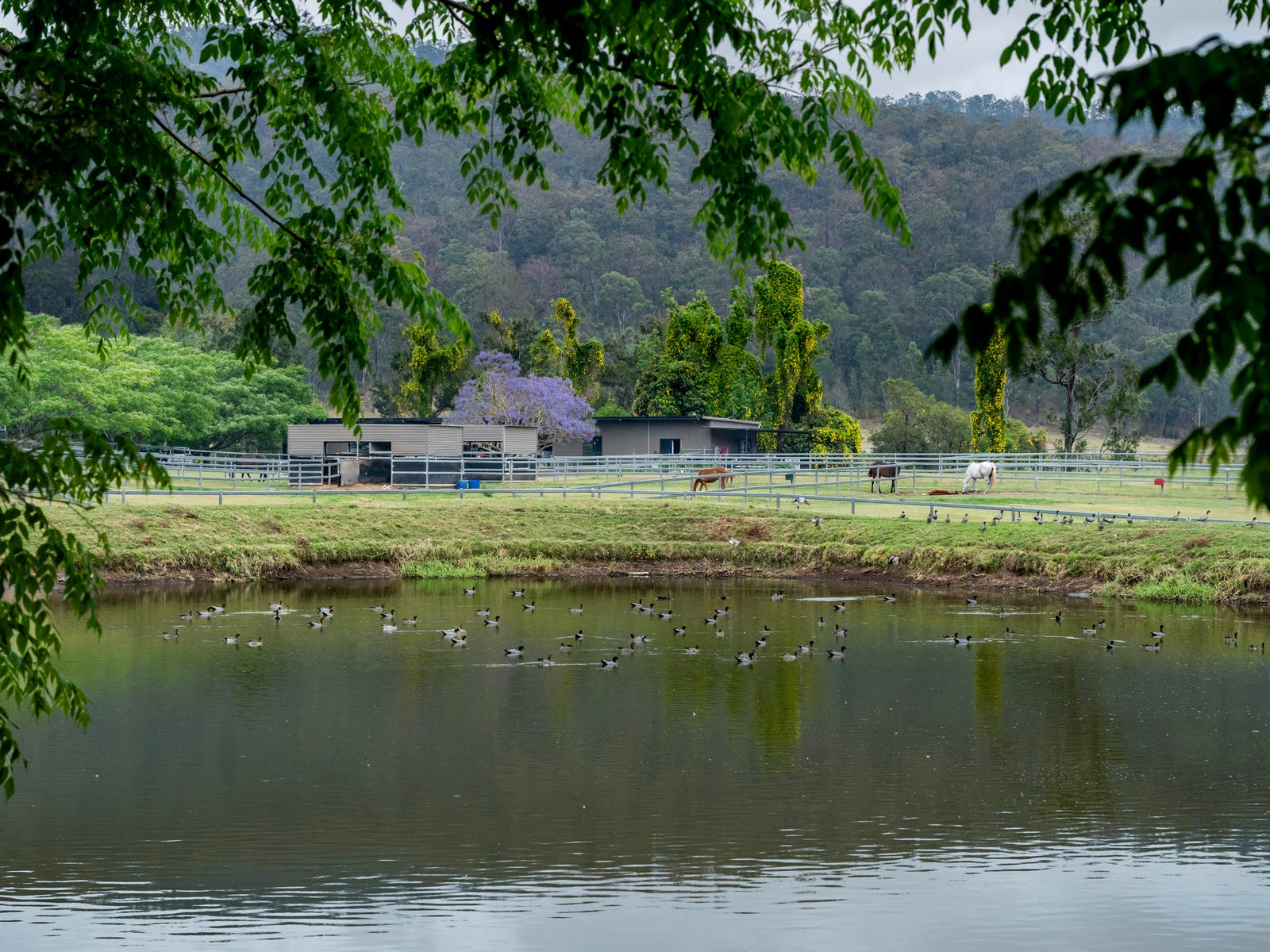 Horse Property For Sale Benobble Qld 4275