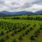 Sleeping Giant Rainforest Lodge - Gardens
