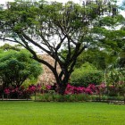 Sleeping Giant Rainforest Lodge - Gardens