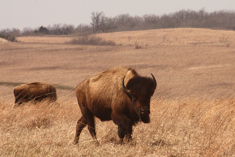 american bison