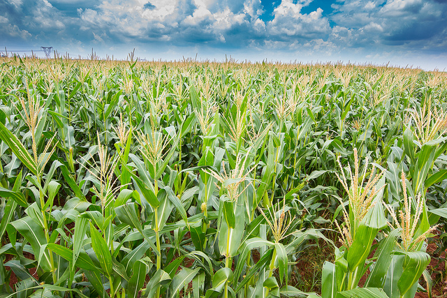 corn field