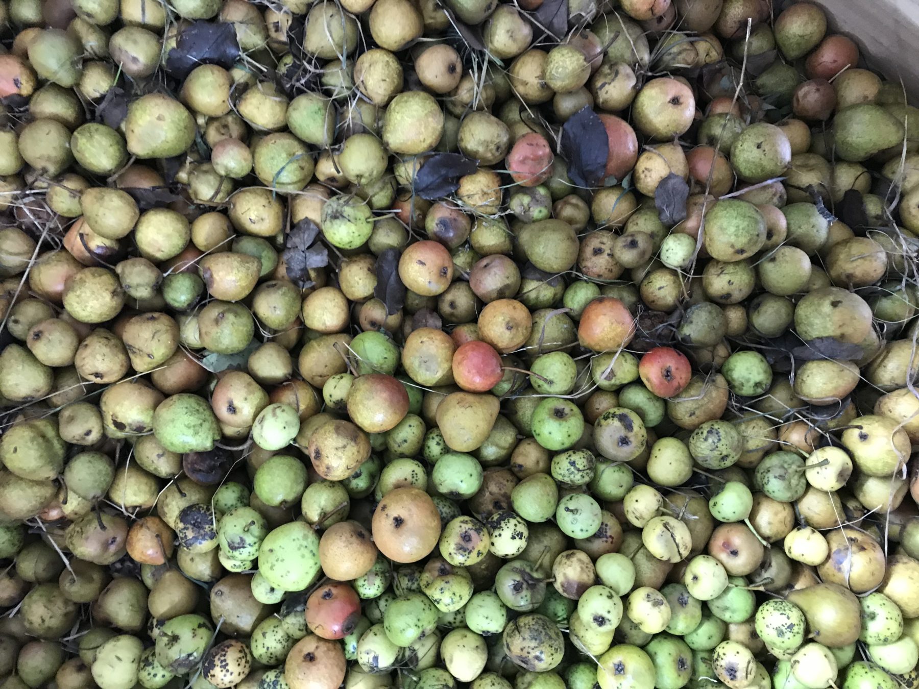 The Cider Apple of the Future Heritage Radio Network