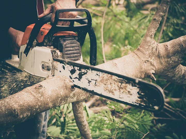 Free Tree Removal