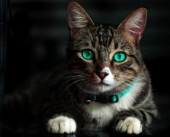 litter kwitter australia