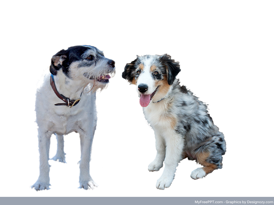 best affordable flea treatment for dogs