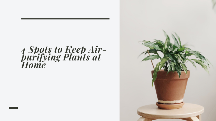 Indoor air purifying plants ppt