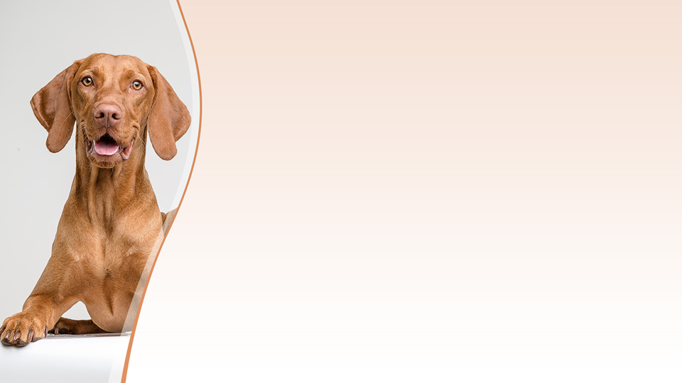 sebazole dog shampoo