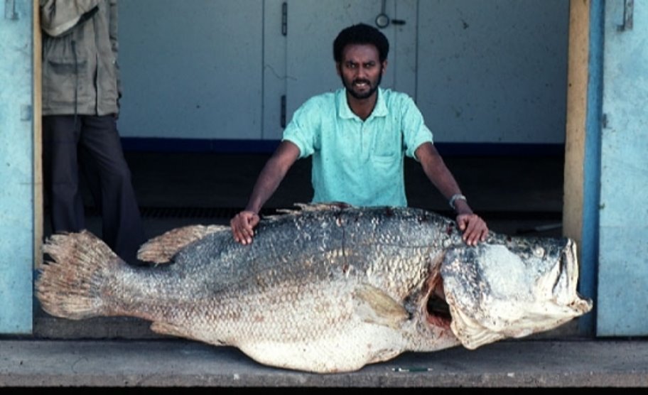 Ppt Nile Perch From Lake Victoria Powerpoint Presentation Free To Download Id 1c9c16 Ywu5n
