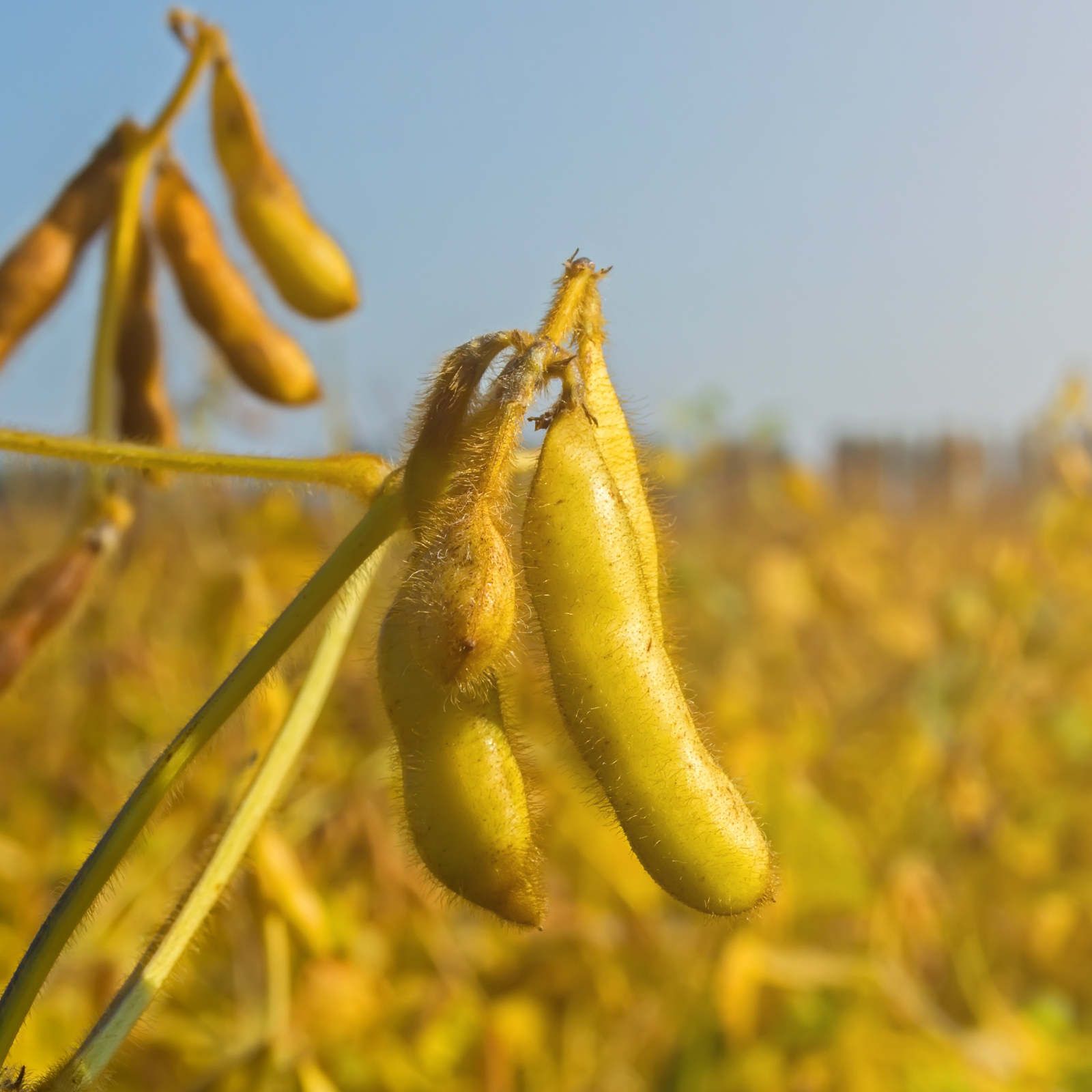 List Of Bioengineered Foods - 0l4lr4o