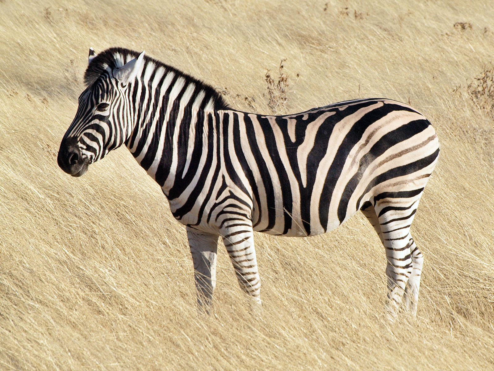 What Color Are Zebras HudsonAlpha Institute For Biotechnology