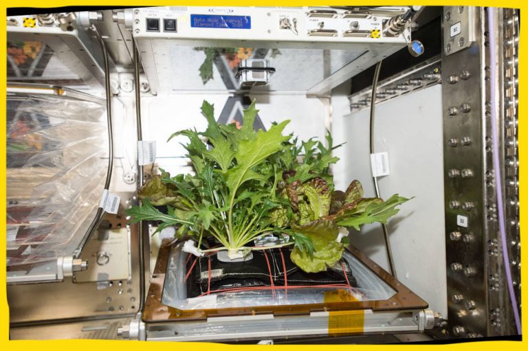 Plants in space What can space conditions teach us about plants on