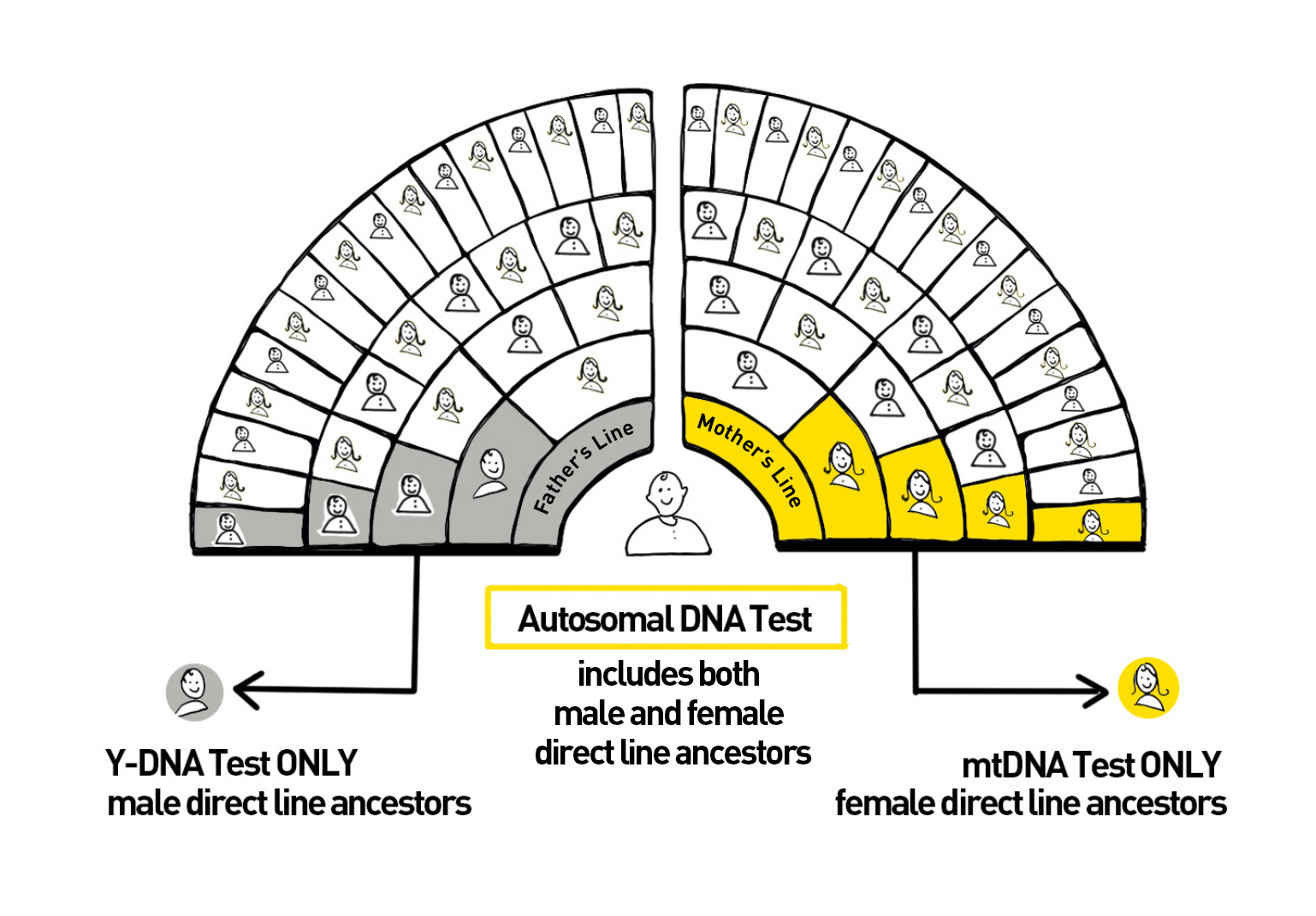 Genetic genealogy: DNA sleuthing to uncover familial relationships –  HudsonAlpha Institute for Biotechnology