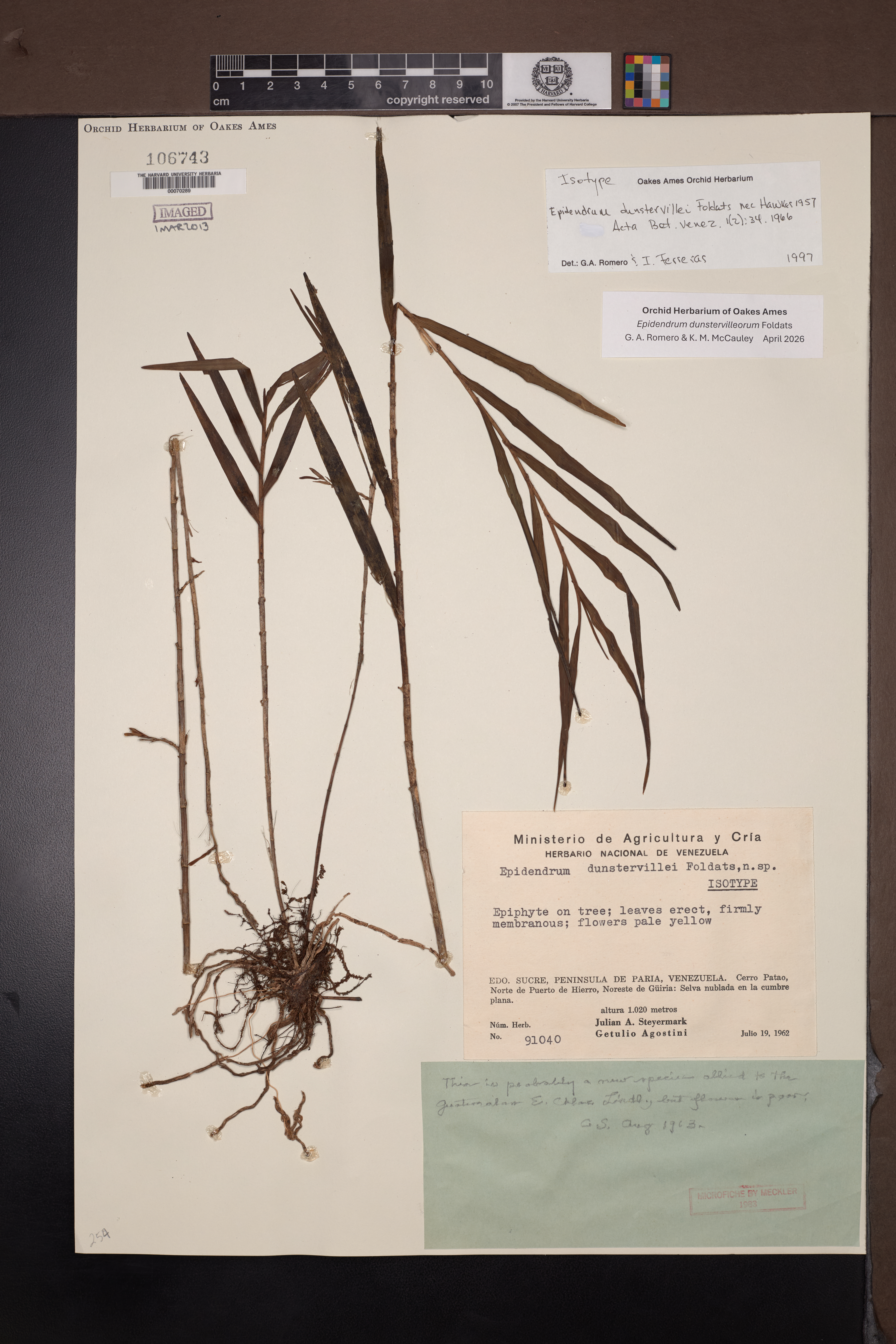 Epidendrum dunstervilleorum Foldats 3