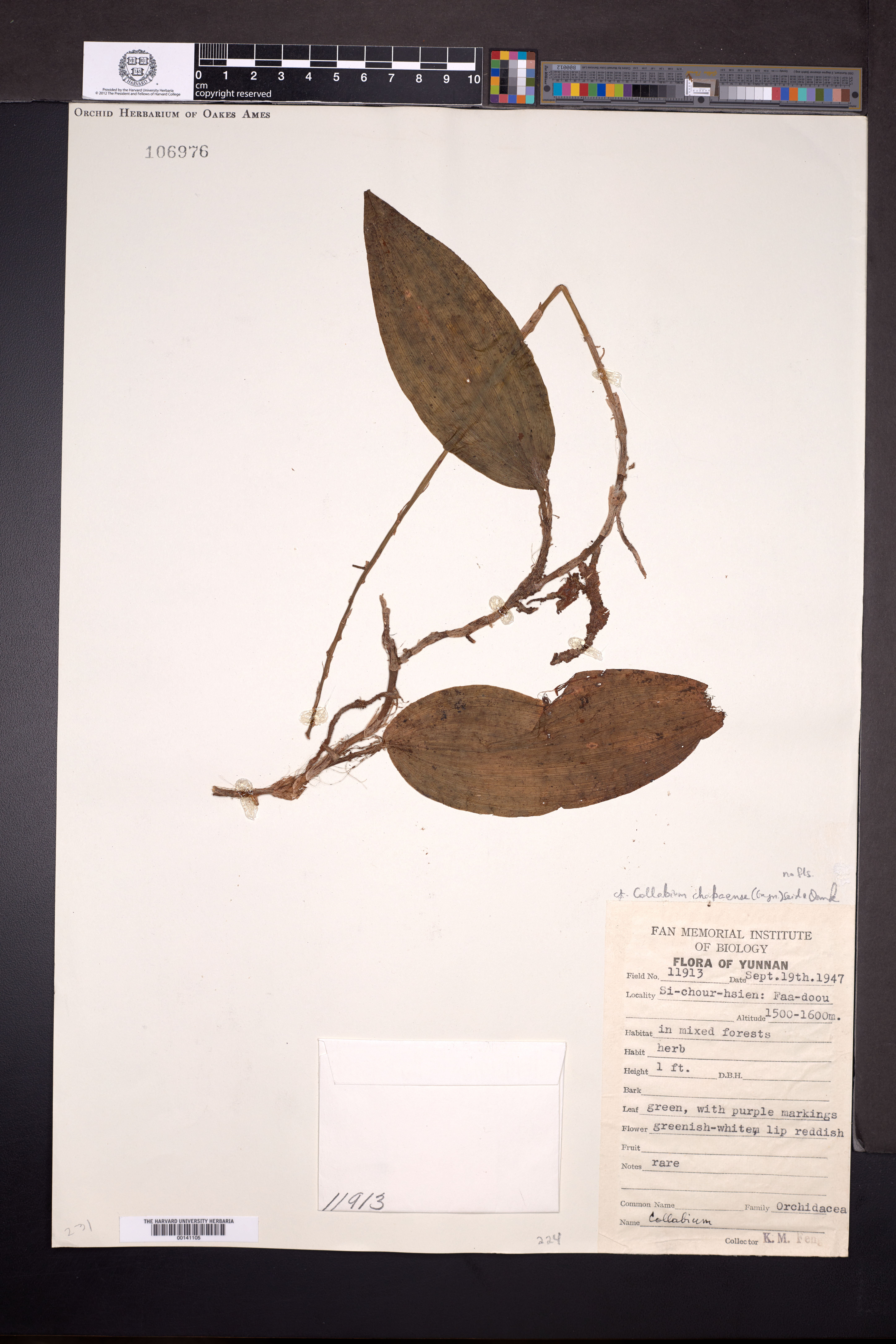 Collabium chapaense (Collabium chapaense)